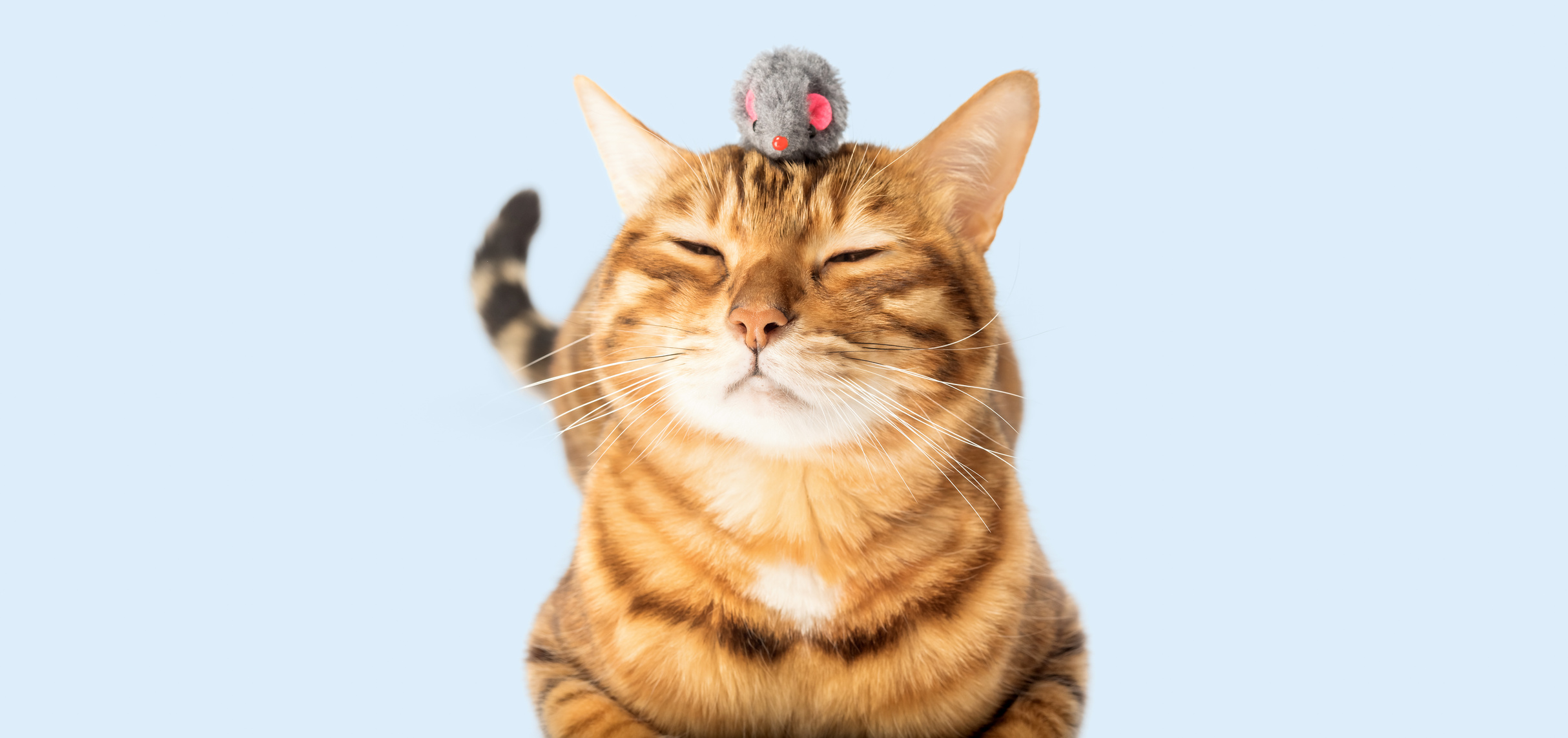 Red domestic cat plays with a toy mouse on a light blue background.